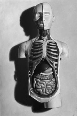 Stilllife: anatomical model