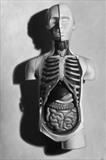 Stilllife: anatomical model by Steve Lawson, Painting, Oil on Wood