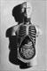 Stilllife: anatomical model by Steve Lawson